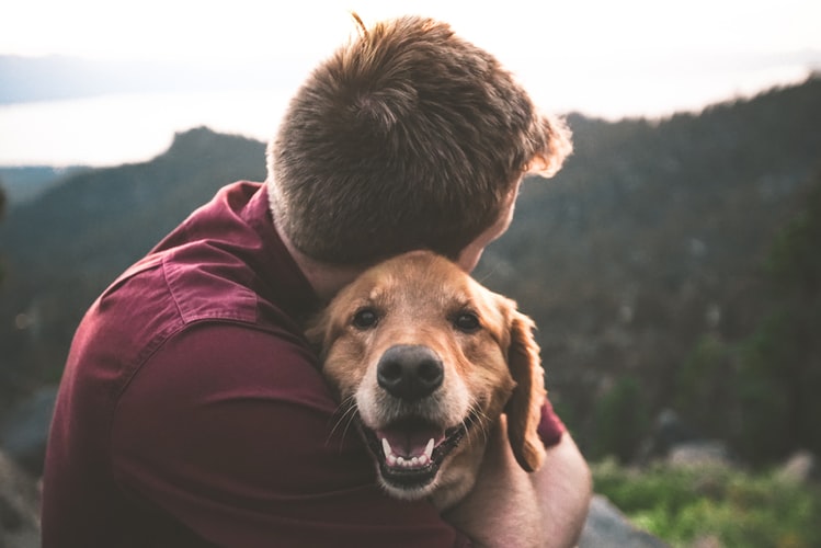 How to Improve Your Dog’s Health and Reduce the Risk of DCM