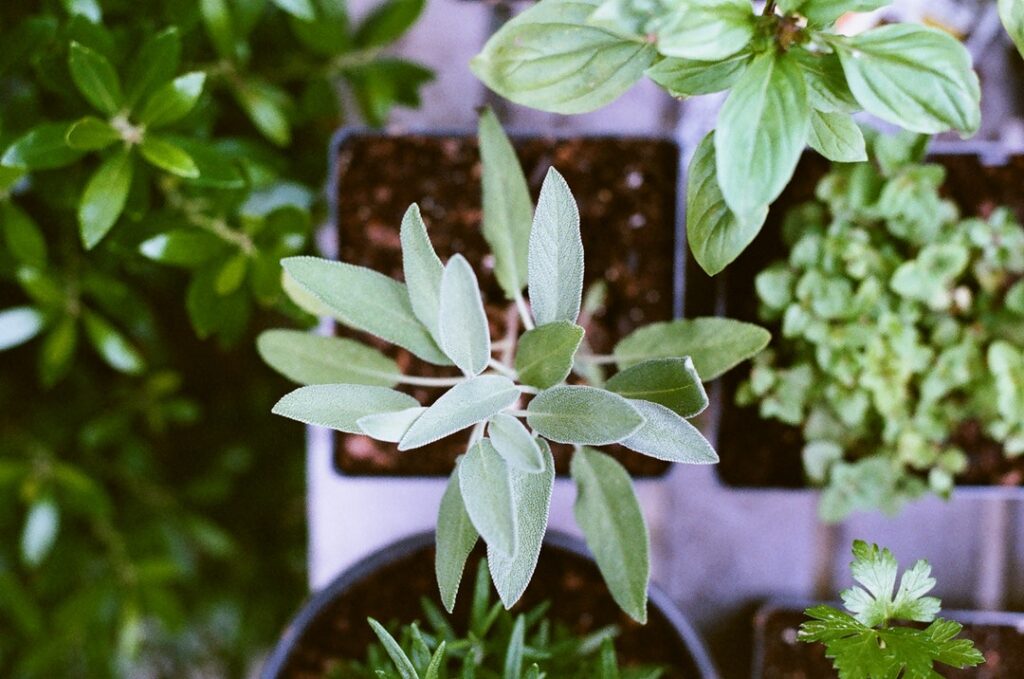 The Best Medicinal Plants and How to Use Them - einsiders